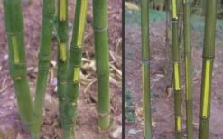 Flavescens Inversa Bamboo (Phyllostachys Aurea) - 3 Gallon Pot (2-4') -Stylish Garden Plant Store Bamboo Golden Fish Pole 2