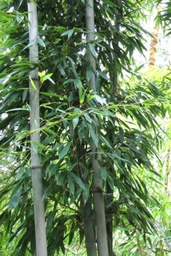 Henon Giant Gray Bamboo - Phyllostachys Nigra 'Henon' - 3 Gallon Pot (4-6') -Stylish Garden Plant Store Bamboo Henon 11
