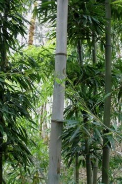 Henon Giant Gray Bamboo - Phyllostachys Nigra 'Henon' - 3 Gallon Pot (4-6') -Stylish Garden Plant Store Bamboo Henon 12