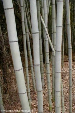 Henon Giant Gray Bamboo - Phyllostachys Nigra 'Henon' - 3 Gallon Pot (4-6') -Stylish Garden Plant Store Bamboo Henon 15