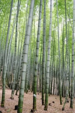 Henon Giant Gray Bamboo - Phyllostachys Nigra 'Henon' - 3 Gallon Pot (4-6') -Stylish Garden Plant Store Bamboo Henon 16