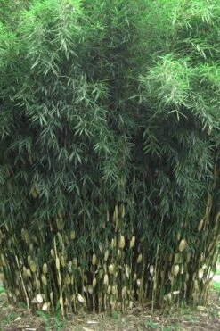 Robust Bamboo - Fargesia Robusta - 1 Gallon Pot -Stylish Garden Plant Store Bamboo Robusta 1