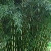 Robust Bamboo - Fargesia Robusta - 1 Gallon Pot -Stylish Garden Plant Store Bamboo Robusta 3
