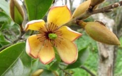 Banana Shrub - 1 Gallon Pot -Stylish Garden Plant Store Banana Shrub Flower Closeup 1
