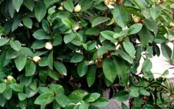 Banana Shrub - 1 Gallon Pot -Stylish Garden Plant Store Banana Shrub Foliage 1
