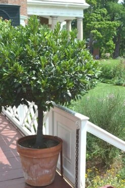 Bay Laurel (Sweet Bay) - Laurus Nobilis - 1 Gallon Pot 17 Bay Laurel (Sweet Bay) - Laurus Nobilis - 1 Gallon Pot -Stylish Garden Plant Store Bay Laurel 10 1