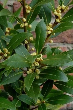 Bay Laurel (Sweet Bay) - Laurus Nobilis - 6 Pack Of 1 Gallon Pots -Stylish Garden Plant Store Bay Laurel 2
