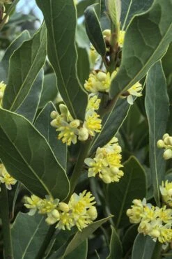 Bay Laurel (Sweet Bay) - Laurus Nobilis - 6 Pack Of 1 Gallon Pots -Stylish Garden Plant Store Bay Laurel 3
