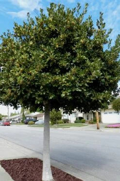 Bay Laurel (Sweet Bay) - Laurus Nobilis - 6 Pack Of 1 Gallon Pots -Stylish Garden Plant Store Bay Laurel 5