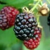 Arapaho Thornless Blackberry - 6 Pack Of 1 Gallon Pots -Stylish Garden Plant Store Blackberry Arapaho Rev 500x750 2