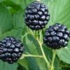 Natchez Thornless Blackberry - 3 Gallon Pot -Stylish Garden Plant Store Blackberry Natchez BS 1