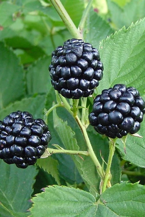 Natchez Thornless Blackberry - 6 Pack Of 1 Gallon Pots 3 Natchez Thornless Blackberry - 6 Pack Of 1 Gallon Pots