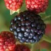 Osage Thornless Blackberry - 6 Pack Of 1 Gallon Pots -Stylish Garden Plant Store Blackberry Osage 1 1