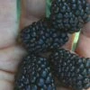 Prime Ark Traveler Blackberry Plant - 2 Gallon Pot -Stylish Garden Plant Store Blackberry Prime Ark Traveler 1 1