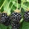 Triple Crown Thornless Blackberry Plant - 1 Gallon Pot -Stylish Garden Plant Store Blackberry Triple Crown 500x750 2