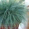 Beyond Blue Festuca (Fescue) - 3 Pack Of Quart Pots -Stylish Garden Plant Store Blue Fescue Beyond Blue 20