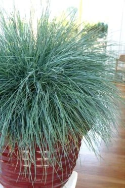 Beyond Blue Festuca (Fescue) - 3 Pack Of Quart Pots