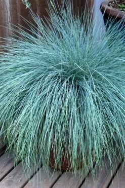 Beyond Blue Festuca (Fescue) - 3 Pack Of Quart Pots -Stylish Garden Plant Store Blue Fescue Beyond Blue 21