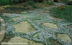 Blue Star Creeper (Laurentia Fluviatilis) - 10 Pack Of Pint Pots 17 Blue Star Creeper (Laurentia Fluviatilis) - 10 Pack Of Pint Pots -Stylish Garden Plant Store Blue Star Creeper 20