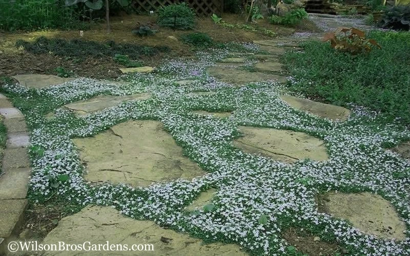 Blue Star Creeper (Laurentia Fluviatilis) - 10 Pack Of Pint Pots 9 Blue Star Creeper (Laurentia Fluviatilis) - 10 Pack Of Pint Pots - Image 7