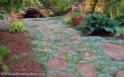 Blue Star Creeper (Laurentia Fluviatilis) - 10 Pack Of Pint Pots 15 Blue Star Creeper (Laurentia Fluviatilis) - 10 Pack Of Pint Pots -Stylish Garden Plant Store Blue Star Creeper 21