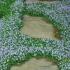 Blue Star Creeper (Laurentia Fluviatilis) - 10 Pack Of Pint Pots -Stylish Garden Plant Store Blue Star Creeper 22