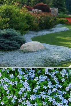 Blue Star Creeper (Laurentia Fluviatilis) - 10 Pack Of Pint Pots 16 Blue Star Creeper (Laurentia Fluviatilis) - 10 Pack Of Pint Pots -Stylish Garden Plant Store Blue Star Creeper 24