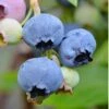 Alapaha Rabbiteye Blueberry - 7 Gallon Pot -Stylish Garden Plant Store Blueberry Alapaha 3