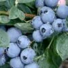 Becky Blue Rabbiteye Blueberry - 2.5 Quart Pot -Stylish Garden Plant Store Blueberry Becky Blue Rev 500x750 1