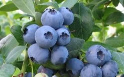 Bless Your Heart Rabbiteye Blueberry - 1 Gallon Pot -Stylish Garden Plant Store Blueberry Bless Your Heart