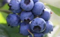 Delite Rabbiteye Blueberry - 3 Gallon Pot -Stylish Garden Plant Store Blueberry Delite