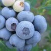 Legacy Highbush Blueberry - 6 Pack Of 1 Gallon Pots 2 Legacy Highbush Blueberry - 6 Pack Of 1 Gallon Pots -Stylish Garden Plant Store Blueberry Legacy Highbush 1 1