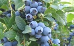 Ochlockonee Rabbiteye Blueberry - 3 Gallon Pot -Stylish Garden Plant Store Blueberry Ochlockonee