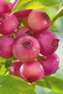 Pink Lemonade Blueberry - 3 Gallon Pot 11 Pink Lemonade Blueberry - 3 Gallon Pot -Stylish Garden Plant Store Blueberry Pink Lemonade 6