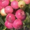 Pink Lemonade Blueberry - 6 Pack Of 1 Gallon Pots -Stylish Garden Plant Store Blueberry Pink Lemonade 8 1