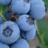 Alice Blue Rabbiteye Blueberry - 1 Gallon Pot -Stylish Garden Plant Store Blueberry Rabbiteye Alice 500x750 1