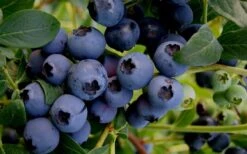 Baldwin Rabbiteye Blueberry - 1 Gallon Pot 9 Baldwin Rabbiteye Blueberry - 1 Gallon Pot -Stylish Garden Plant Store Blueberry Rabbiteye Baldwin 50