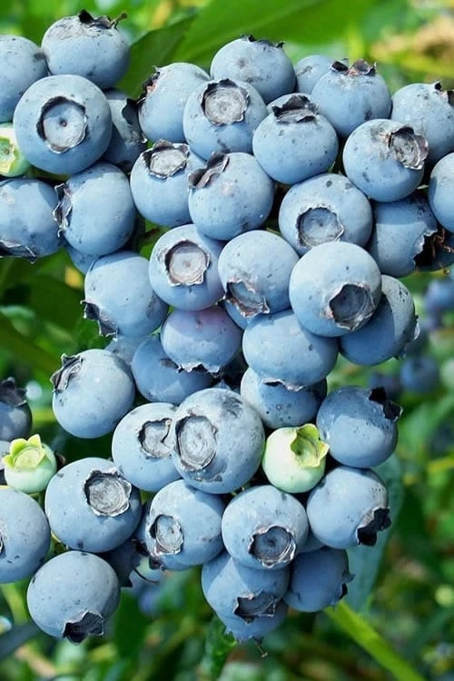 Brightwell Rabbiteye Blueberry - 7 Gallon Pot 3 Brightwell Rabbiteye Blueberry - 7 Gallon Pot