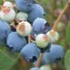 Powderblue Rabbiteye Blueberry - 7 Gallon Pot -Stylish Garden Plant Store Blueberry Rabbiteye Powder Blue 500x750 2
