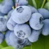 Vernon Rabbiteye Blueberry - 6 Pack Of 1 Gallon Pots -Stylish Garden Plant Store Blueberry Rabbiteye Vernon 500x750 1