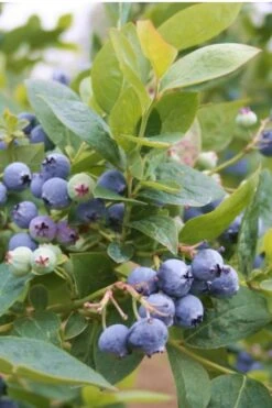 Jubilee Southern Highbush Blueberry - 3 Gallon Pot -Stylish Garden Plant Store Blueberry Southern Higbush Jubilee 500x750 1