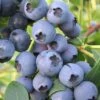 Biloxi Southern Highbush Blueberry - 1 Gallon Pot 2 Biloxi Southern Highbush Blueberry - 1 Gallon Pot -Stylish Garden Plant Store Blueberry Southern Highbush Biloxi 500x750 1