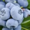 Takes The Cake Rabbiteye Blueberry Bush - 1 Gallon Pot -Stylish Garden Plant Store Blueberry Takes The Cake 500x750 1