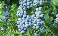 Tifblue Rabbiteye Blueberry - 1 Gallon Pot -Stylish Garden Plant Store Blueberry Tifblue 1