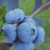 Tifblue Rabbiteye Blueberry - 2.5 Quart Pot -Stylish Garden Plant Store Blueberry Tifblue Rev 500x750 3