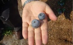 Titan Blueberry - 7 Gallon Pot -Stylish Garden Plant Store Blueberry Titan 1