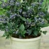 Top Hat Dwarf Blueberry - 1 Gallon Pot -Stylish Garden Plant Store Blueberry Top Hat 1