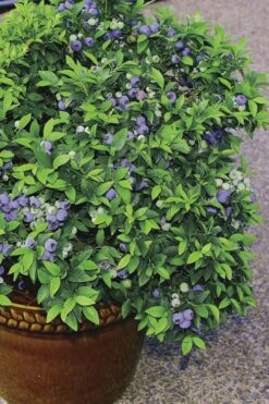 Top Hat Dwarf Blueberry - 1 Gallon Pot -Stylish Garden Plant Store Blueberry Top Hat 2