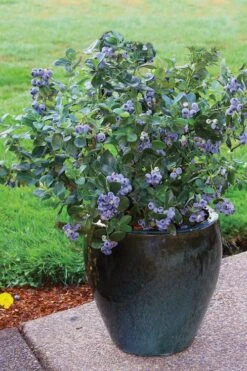Top Hat Dwarf Blueberry - 1 Gallon Pot -Stylish Garden Plant Store Blueberry Top Hat 3