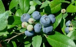 Vernon Rabbiteye Blueberry - 6 Pack Of 1 Gallon Pots -Stylish Garden Plant Store Blueberry Vernon